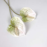 2pcs Anthurium Stem Cream Green 60cmH